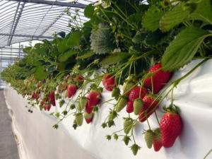 �͕P�̊g��ʐ^