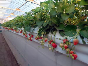 ���܂����ڂ̎ʐ^