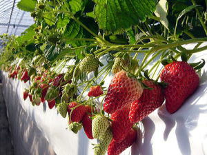 �g�ق��؂̊g��ʐ^