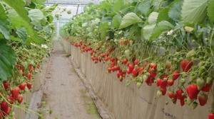 ������̂̎ʐ^