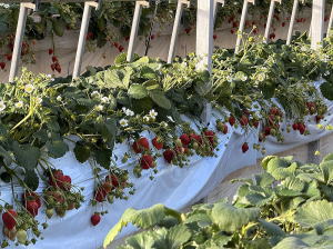 �ۂ�������̎ʐ^