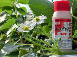 �X�p�C�f�b�N�X