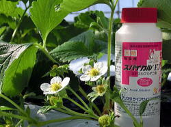 �X�p�C�J��